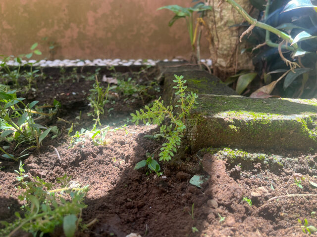 20250427 Pulling Weeds Photo by Dreamer Meng