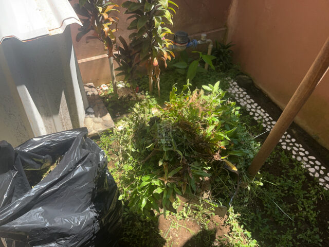 20250427 Pulling Weeds Photo by Dreamer Meng
