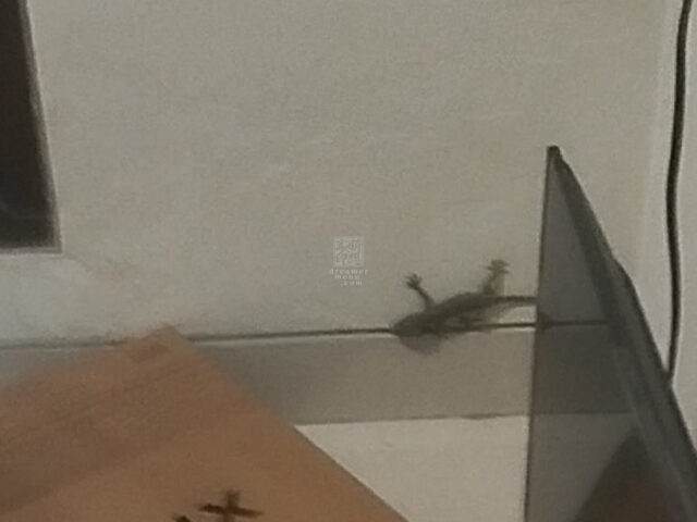 20250702 Gecko's Kid Photo by Dreamer Meng