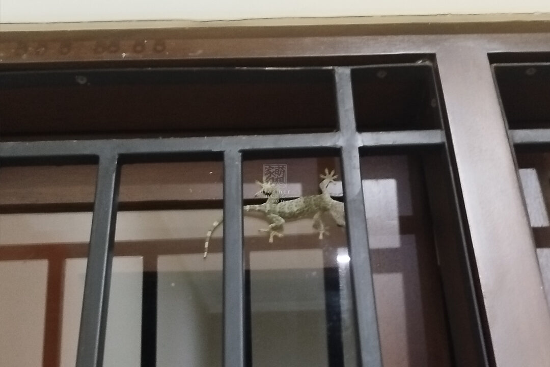 https://dreamermeng.com/wp-content/uploads/2025/07/Geckos-kid-ori-1080x720.jpg