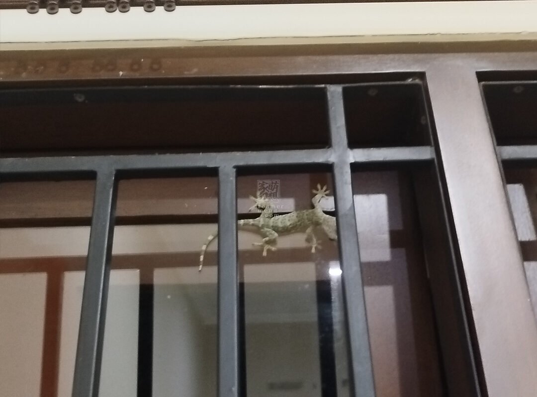 An Uninvited Guest: Gecko’s Kid