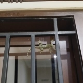 An Uninvited Guest: Gecko’s Kid